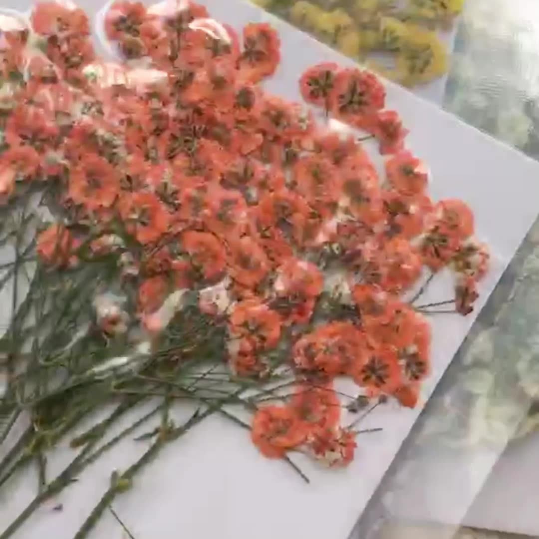 100 Pieces of Baby's Breath Pl - Dried Flower Bookmark recensie en prijs