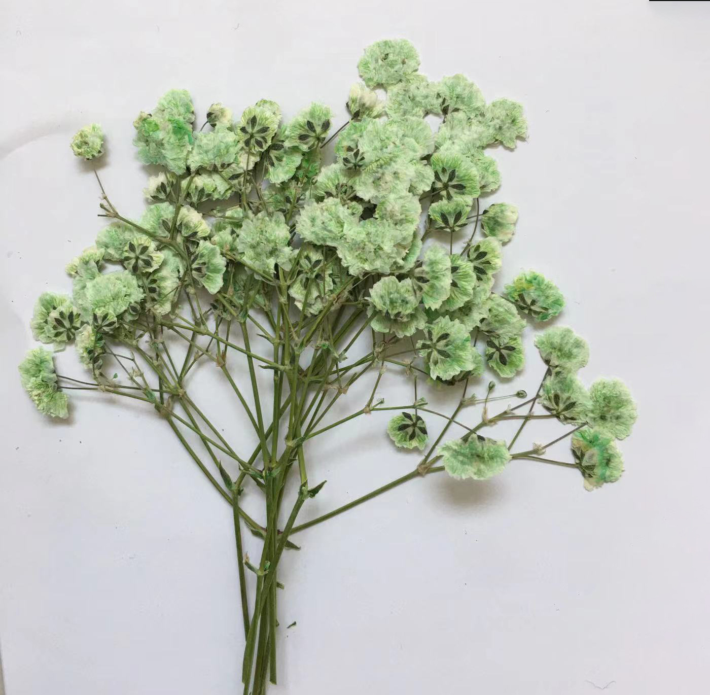 100 Pieces of Baby's Breath Pl - Dried Flower Bookmark recensie en prijs