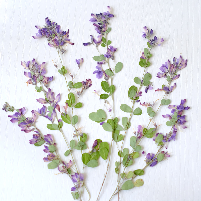 6pcs,nature Lespedeza Formosa  - Dried Flower Bookmark recensie en prijs