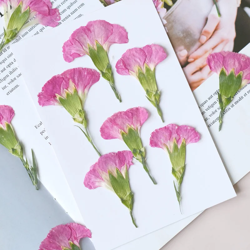 6pcs/4-7cm,Carnation dried flo - Dried Flower Bookmark recensie en prijs