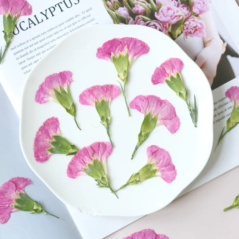 6pcs/4-7cm,Carnation dried flo - Dried Flower Bookmark recensie en prijs