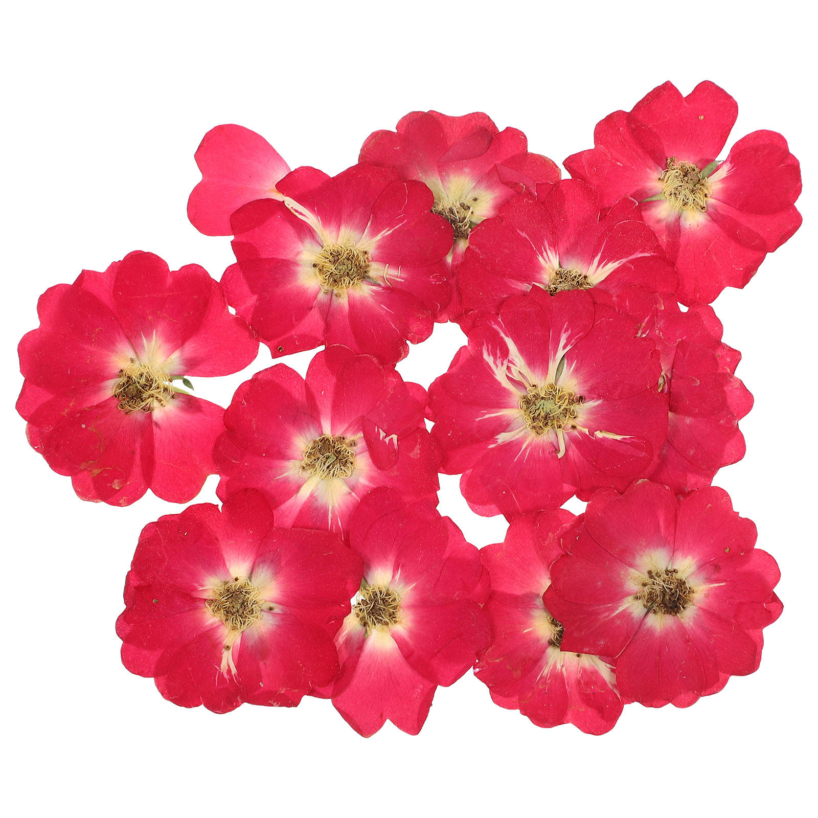 12Pcs Natural Dried Rose Press - Pressed Flower Art recensie en prijs