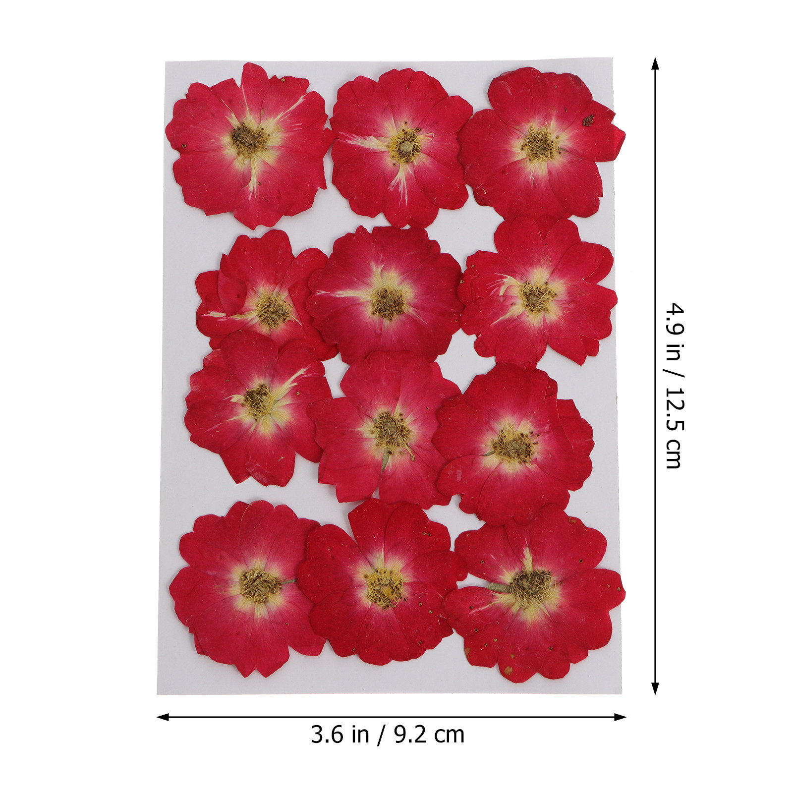 12Pcs Natural Dried Rose Press - Pressed Flower Art recensie en prijs