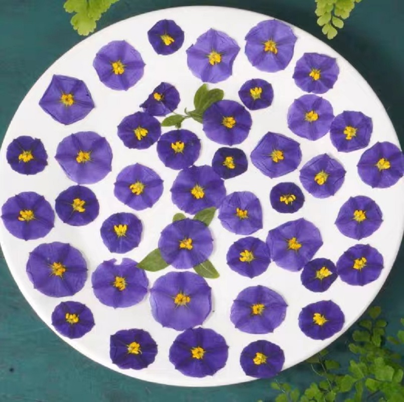100pcs Pressed Dried Lycianthe - Dried Flower Bookmark recensie en prijs