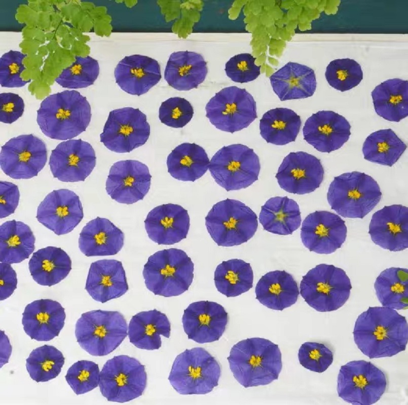 100pcs Pressed Dried Lycianthe - Dried Flower Bookmark recensie en prijs