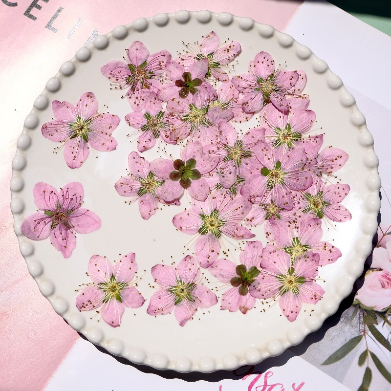 3-4cm./6pcs,Pink Peach Blossom - Dried Flower Bookmark recensie en prijs