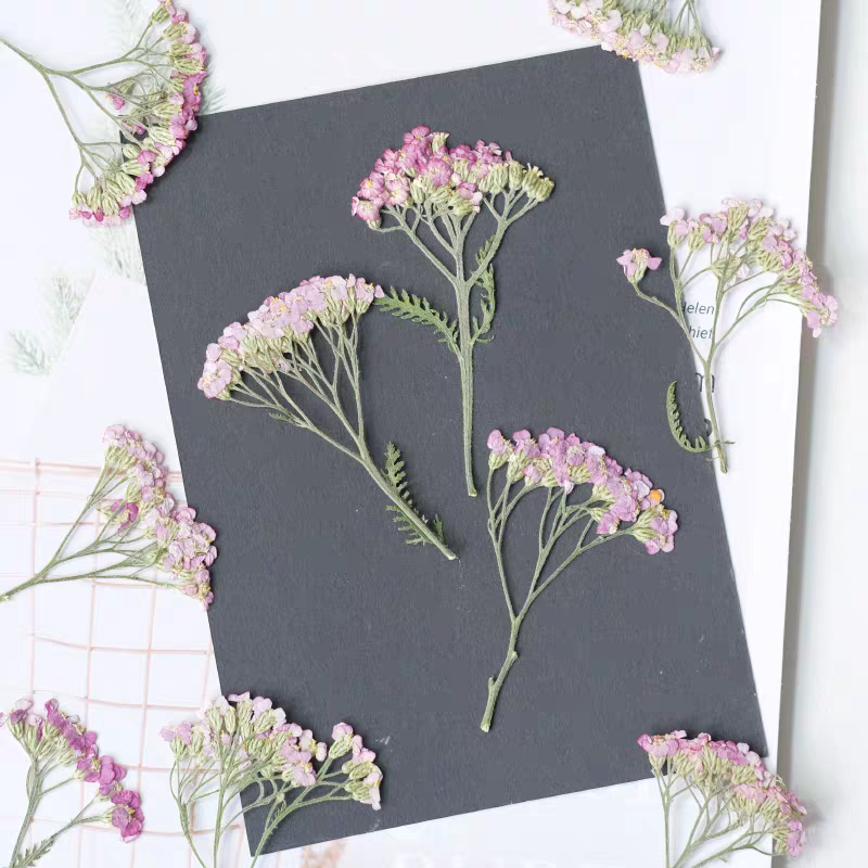 60pcs Pressed Dried Yarrow Ach - Dried Flower Bookmark recensie en prijs