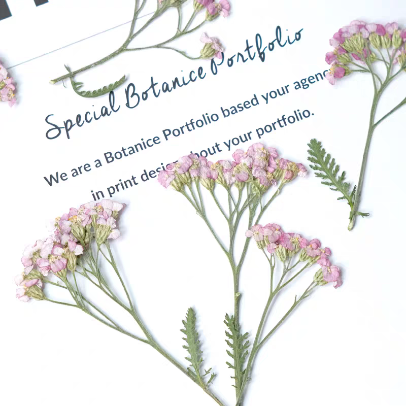60pcs Pressed Dried Yarrow Ach - Dried Flower Bookmark recensie en prijs