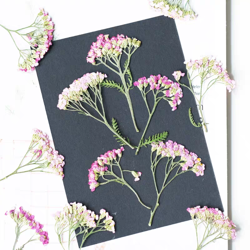 60pcs Pressed Dried Yarrow Ach - Dried Flower Bookmark recensie en prijs