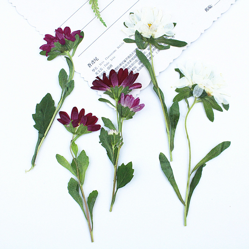 24pcs,Mini Chrysanthemum Press - Dried Flower Bookmark recensie en prijs