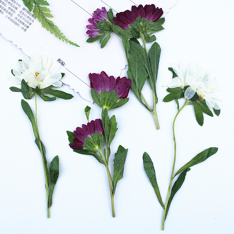 24pcs,Mini Chrysanthemum Press - Dried Flower Bookmark recensie en prijs